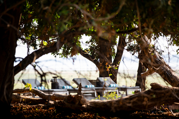 Little Ruckomechi Camp: Liegen unter Bäumen