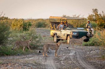 Madikwe Hills Private Game Lodge: Safari-Fahrzeug mit Cheetahs im Sonnenuntergang