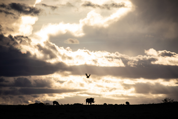 Mahali Mzuri: Warzenschein