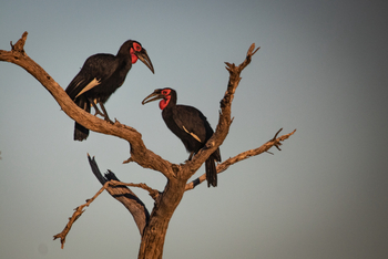 Mma Dinare Camp: Ground Hornbills