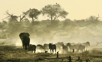 Moela Safari Lodge Moela Safari Lodge: Tiersilhouetten