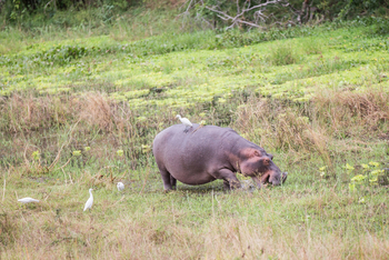 Mvuu Lodge: Hippo