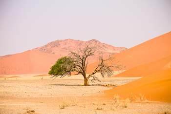 Namib Outpost: Sterbender Baum