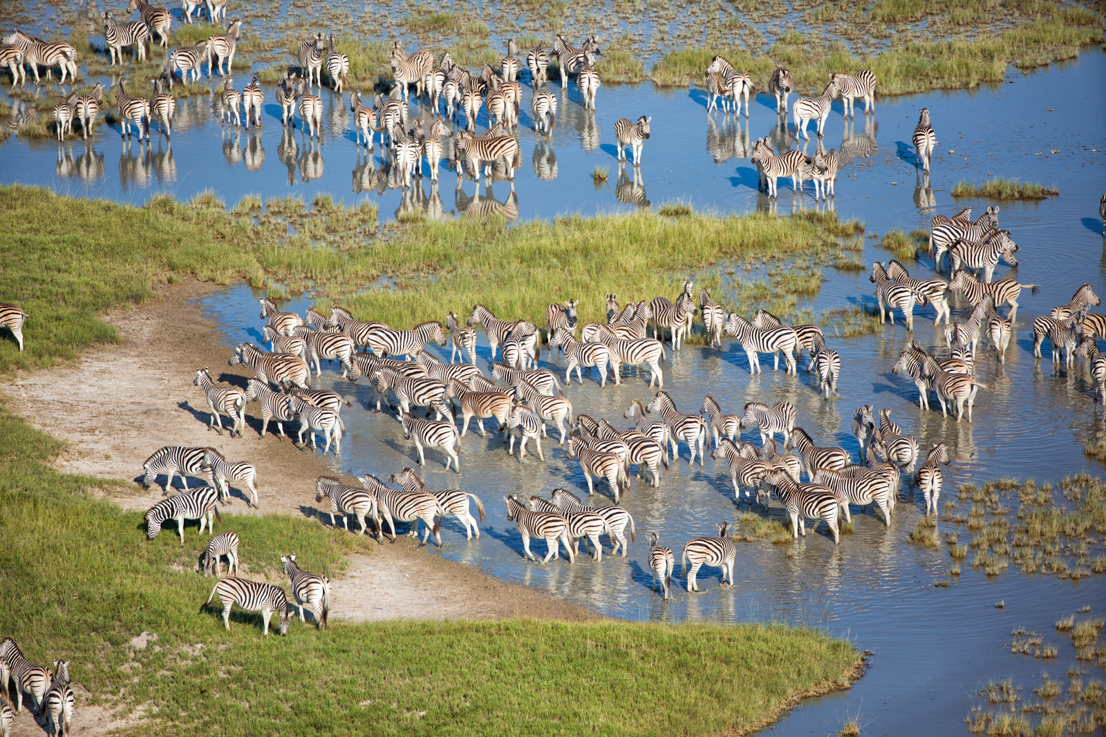 Natural Selection Safaris Natural Selection Safaris: Große Wanderung der Zebras