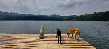 Ndali Lodge: Drei Hunde am Wasser