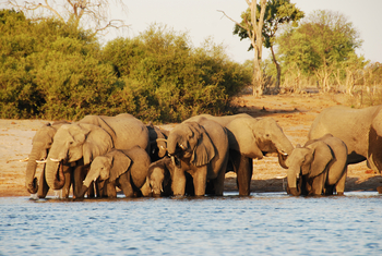 Ngepi Camp: Elefanten