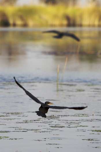 Okuti Camp: African Darter im Flug