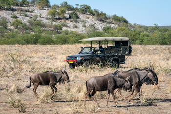 Ongava Reserve: Gnus