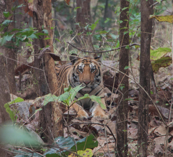 Pench Jungle Camp: Tiger blick durchs Unterholz