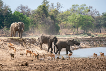 Robin Pope Safaris Robin Pope Safaris: Elefanten am Flussufer