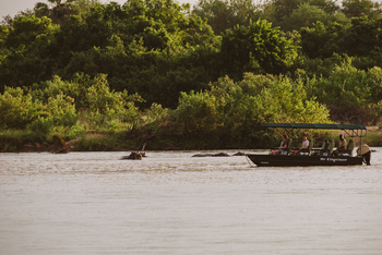 Rufiji River Camp: Hippos