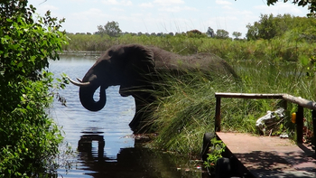 Shinde Lodge Shinde Lodge: Elefant in der Lagune