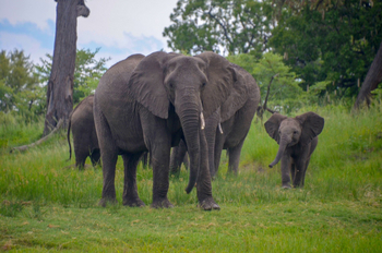 Sindabezi Island Camp: Mosi-oa-Tunya National Park