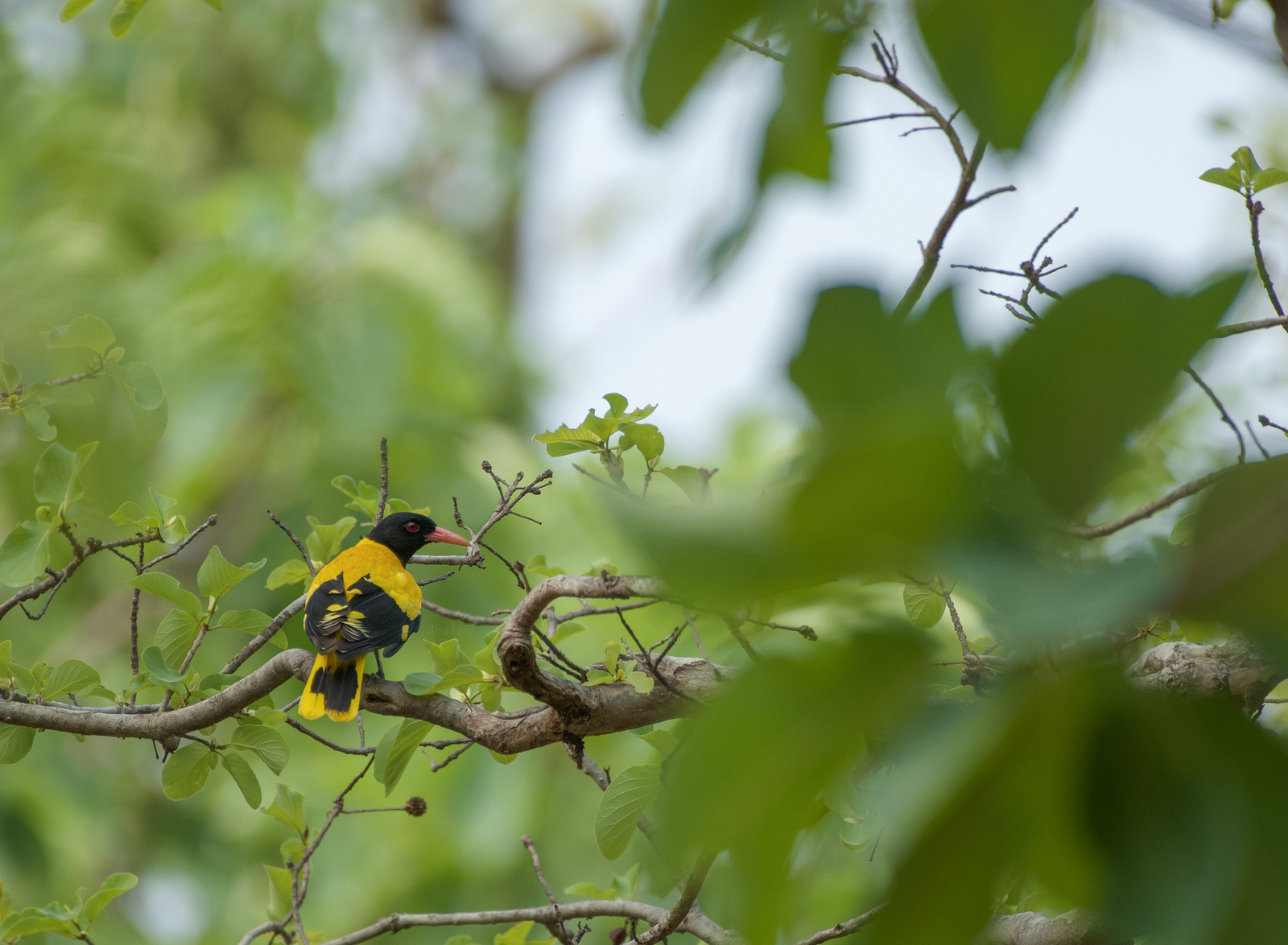 The Oberoi Vindhyavilas Wildlife Resort The Oberoi Vindhyavilas Wildlife Resort: Black-hooded Oriole