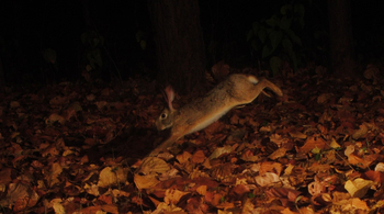 Vanghat: Black-naped Hare