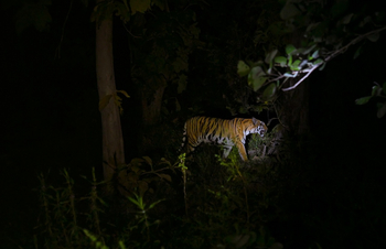 Waghoba Eco Lodge: Tiger bei Nacht