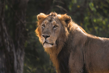 Asiatic Lion Lodge Asiatic Lion Lodge: Männlicher Löwe