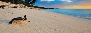 Astove Coral House: Baby Sea Turtle