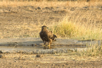 Blackbuck Safari Lodge: Steppe Eagle