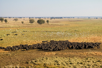 Busanga Bush Camp: Büffelherde