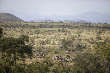 Campi ya Kanzi: Zebraherde