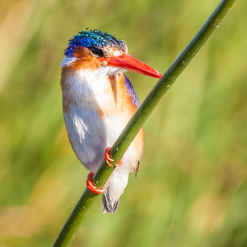 Chief's Island: Malachite Kingfisher