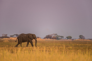 Chisa Busanga Camp Chisa Busanga Camp: Elefant