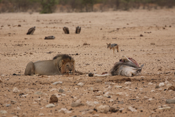 Dolomite Camp: Vollgefressener Löwe