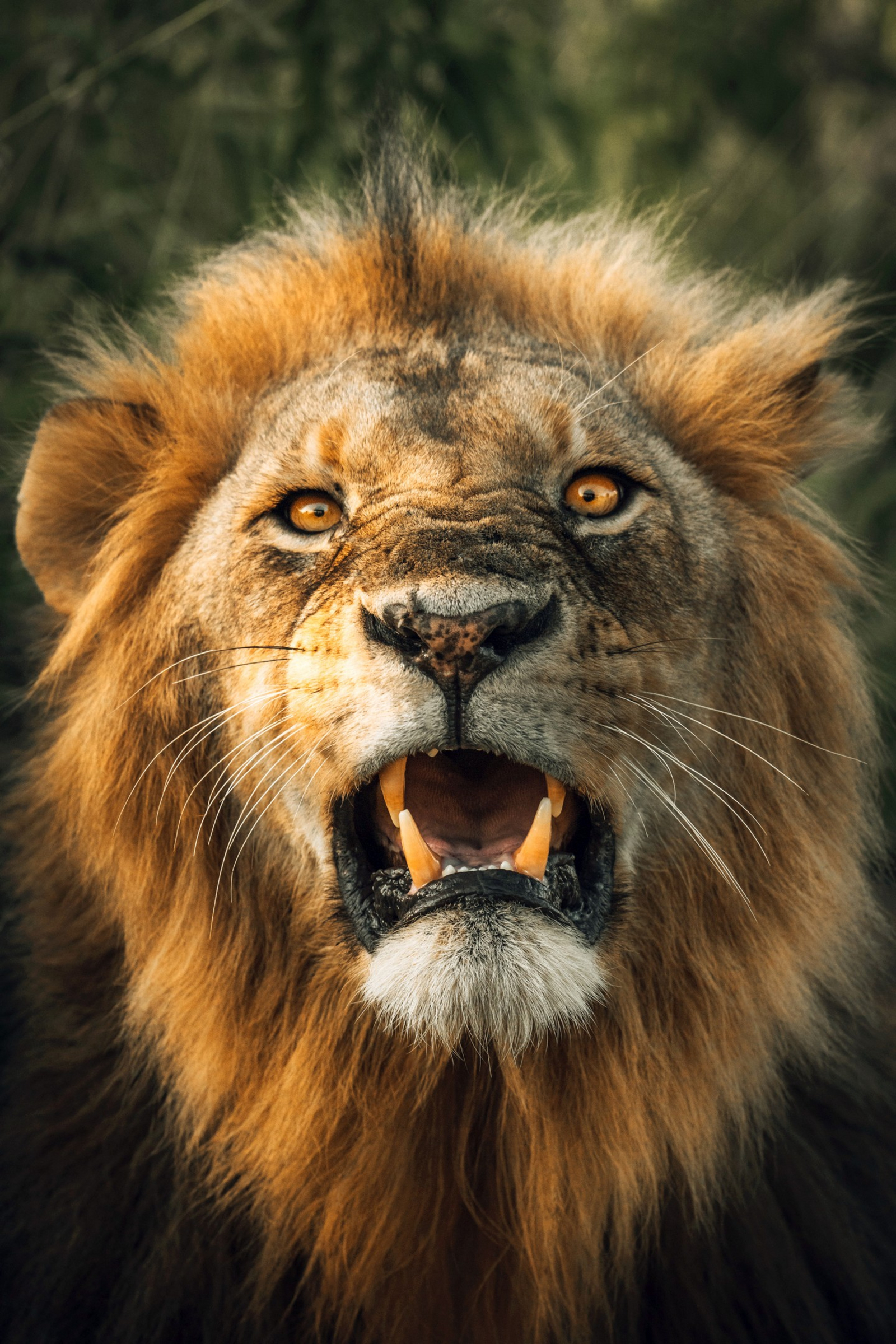 Forest Chem Chem Forest Chem Chem: Löwenportrait