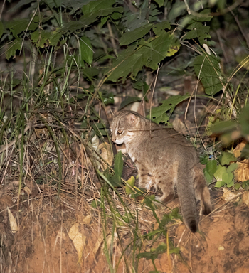 Forsyth Lodge Forsyth Lodge: Dschungelkatze