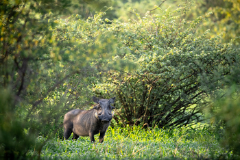 Gham Dhao Lodge Gham Dhao Lodge: Warzenschwein