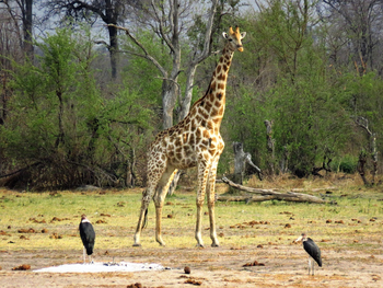 Ghoha Hills Savuti Lodge Ghoha Hills Savuti Lodge: Giraffe und Marabus