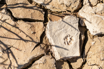 Hoodia Desert Lodge: Gepardenspur