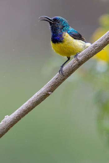 Katambuga House: Gelbbauchnektarvogel