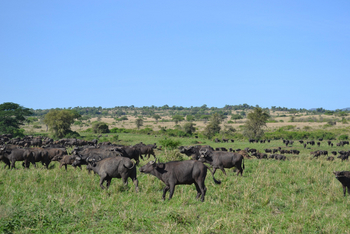 Kidepo National Park: Büffelherde