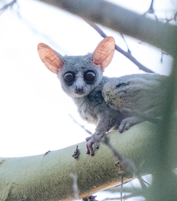 Kisima Ngeda Camp: Galago