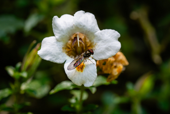 Koroi Forest Camp: Schwebfliege