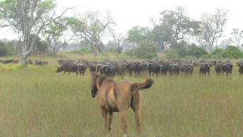 Kujwana Camp: Büffel im hohen Gras