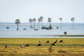 Kuthengo Camp: Antilopen am Ufer