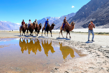 Ladakh: Kamelsafari im Nubra-Tal