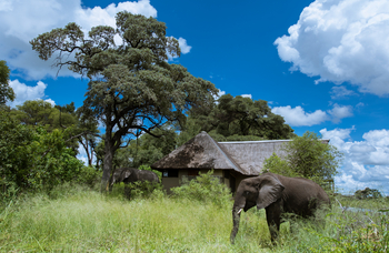 Lagoon Camp Lagoon Camp: Elefanten neben einem Chalet