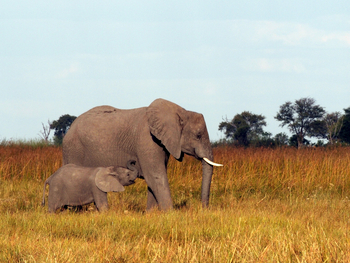 Lebala Camp Lebala Camp: Babyelefant