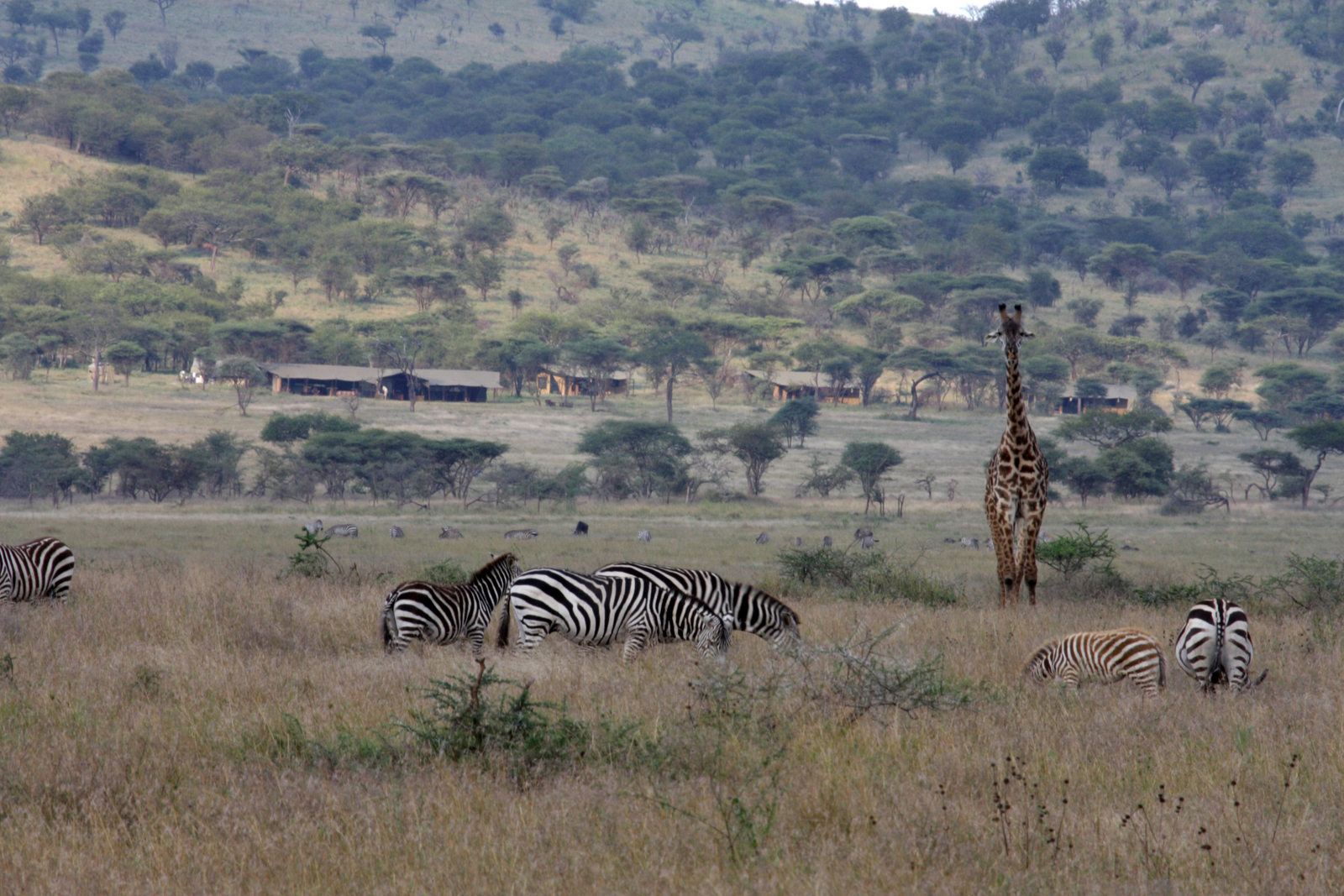 Lemala Ewanjan Tented Camp Lemala Ewanjan Tented Camp: Großwild vor dem Camp
