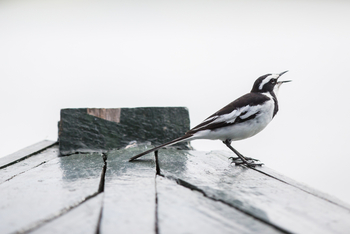 Mvuu Lodge: Bachstelze