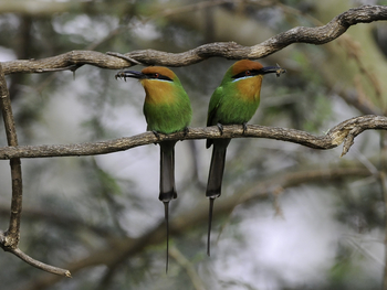 Mvuu Lodge: Little Bee-Eaters