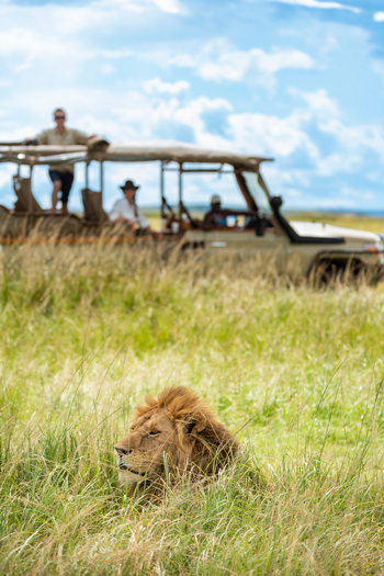 Naibor Camp: Löwe im Gras