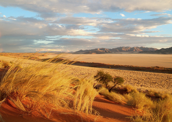 Namib Rand Nature Reserve: Gräser auf einer Düne