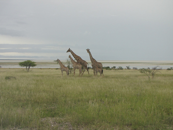 Namutoni Camp: Giraffengruppe