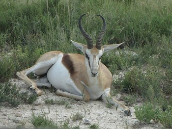 Namutoni Camp: Sprinbock