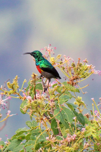 Ndali Lodge: Sunbird